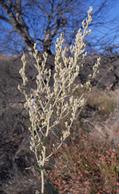 Malacothamnus Davidsonii
